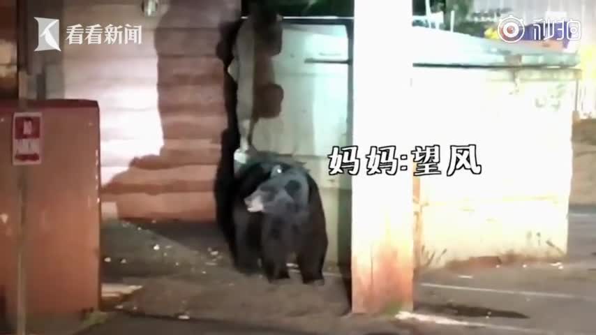 视频：小熊觅食掉进垃圾箱吓得哭嚎 警察想出这一招