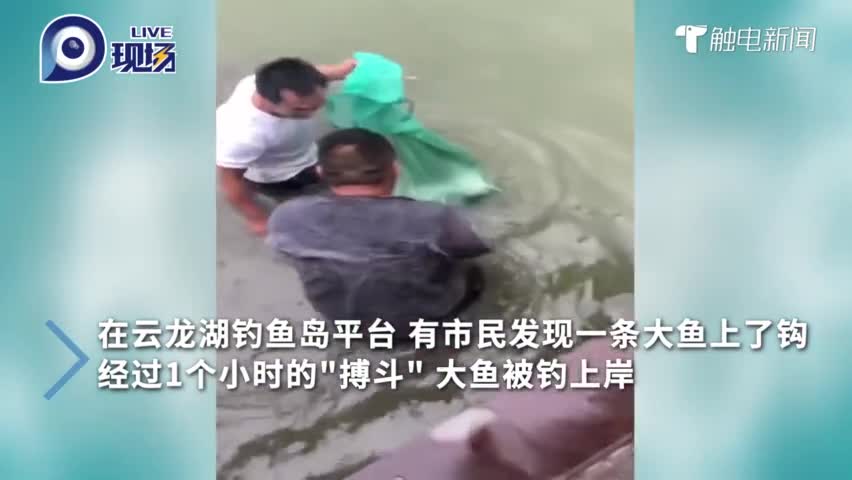 视频：罕见！市民钓到184斤大鱼 足足“搏斗”1
