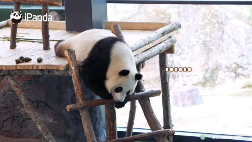 视频：芬兰动物园给熊猫过中秋 请来外国合唱团唱中