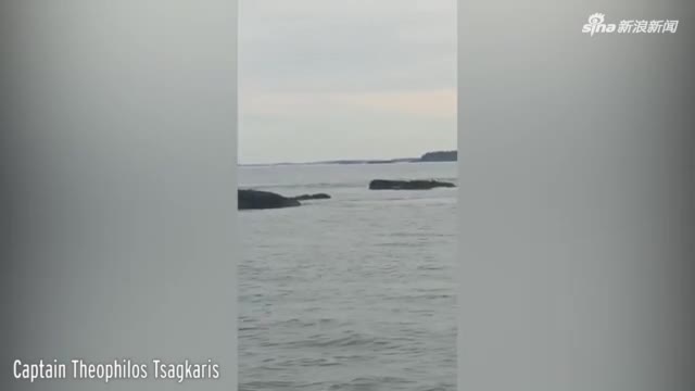视频：游客目睹大白鲨袭击海豹 海水变红引人惊恐尖