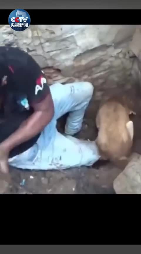 视频-小狗被困废墟中 狗妈妈拼命刨土救幼崽