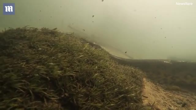 视频-巴西潜水者水下与7米长蟒蛇面对面 系现存最