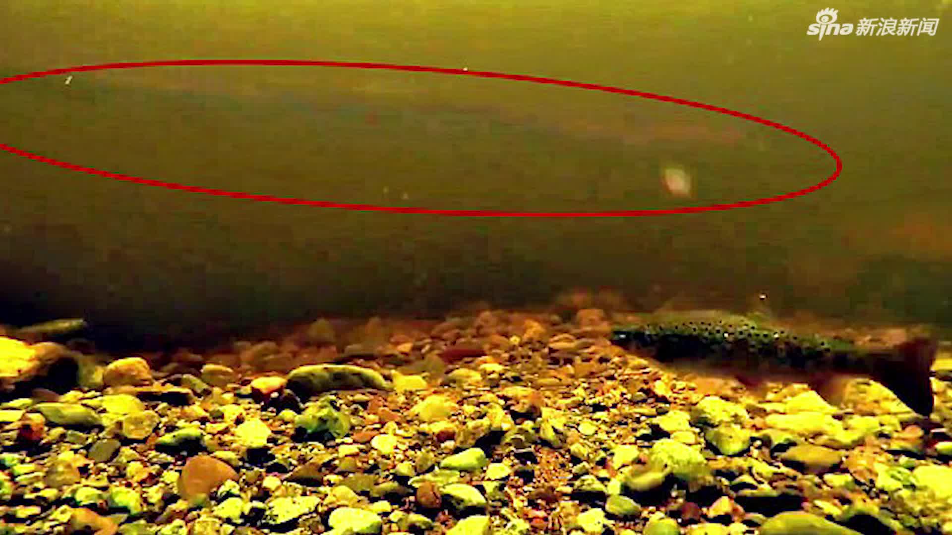 视频-水怪现身？尼斯湖下拍到长蛇型生物 或为大鳗