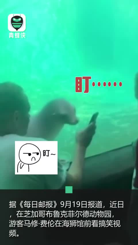 视频-芝加哥动物园游客玩手机 海狮凑近一起瞅