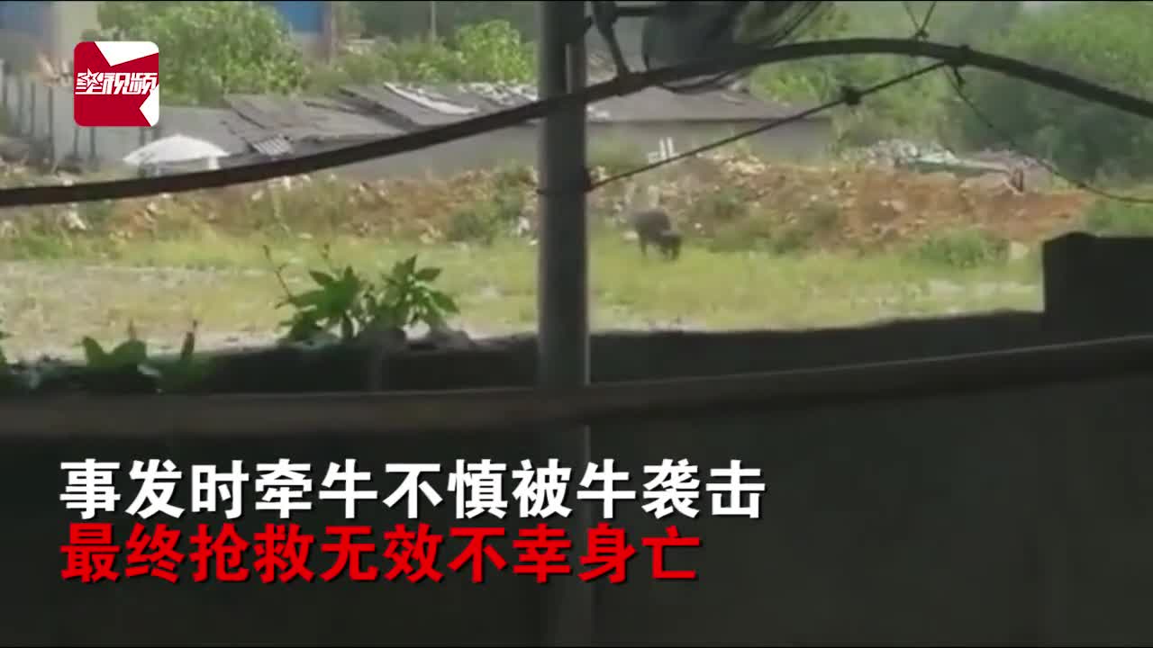 视频-实拍！广西一男子屠宰场内被牛袭击致死 特警