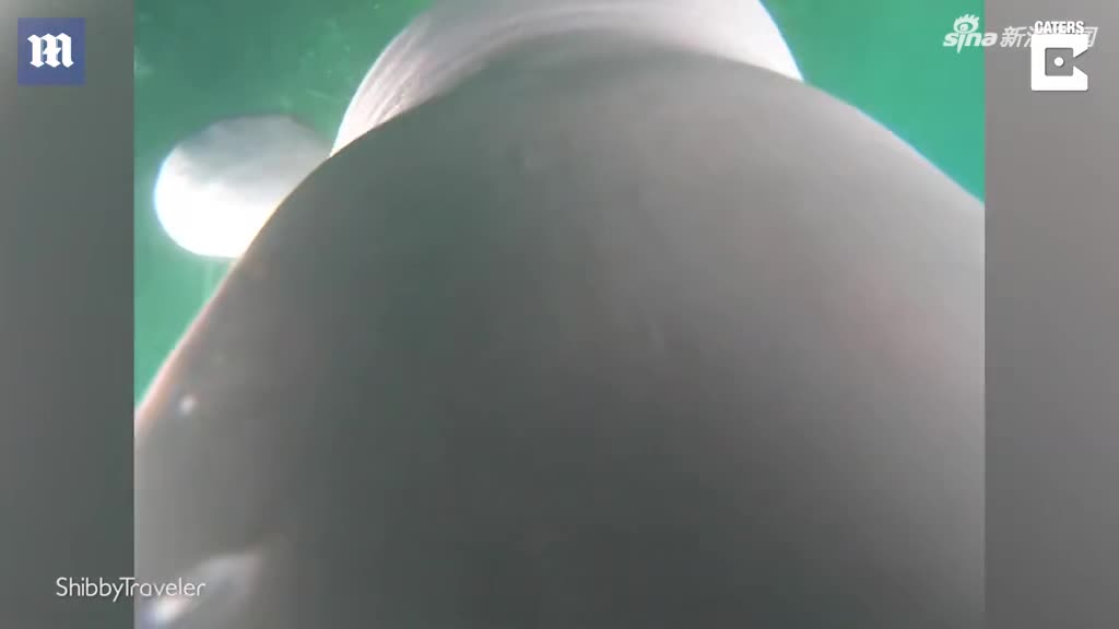 视频-温情一刻！挪威一白鲸击落相机后又归还给主人