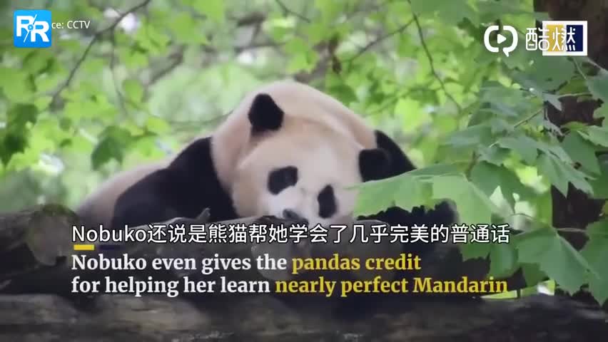 视频：熊猫真爱粉！日本小姐姐为熊猫苦练中文