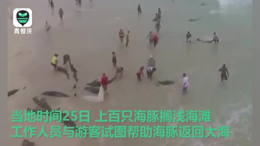 视频：非洲岛国佛得角上百只海豚搁浅沙滩 密密麻麻