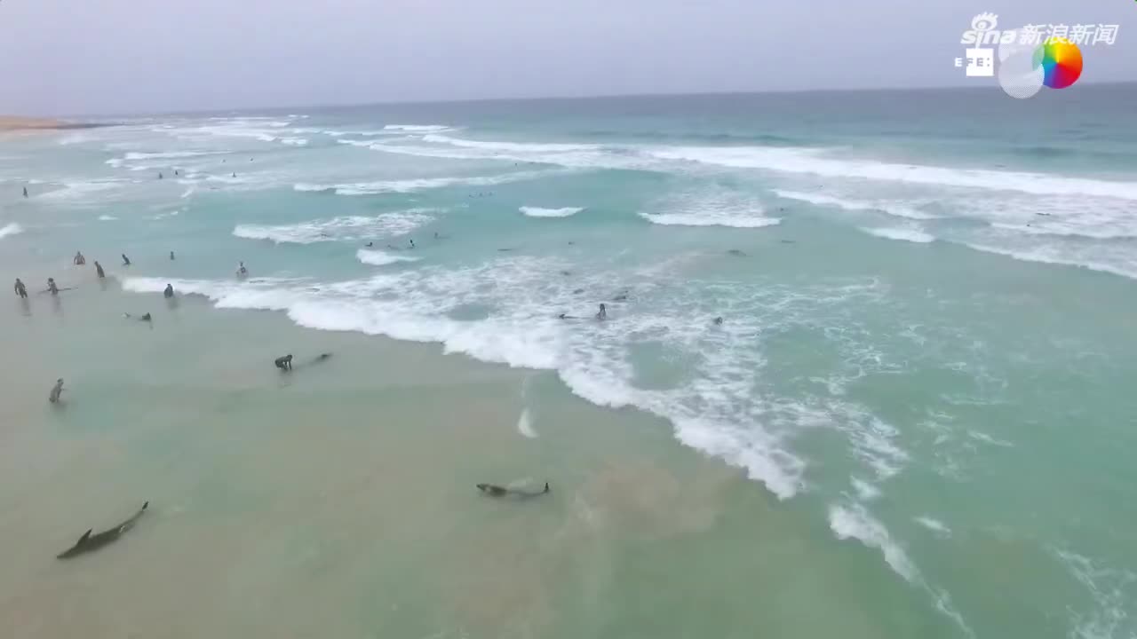 视频：200多只海豚集体冲滩搁浅 救援者拽都拽不
