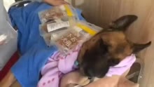 功勋消防搜救犬去世 难忘它在汶川地震救援的传奇故事