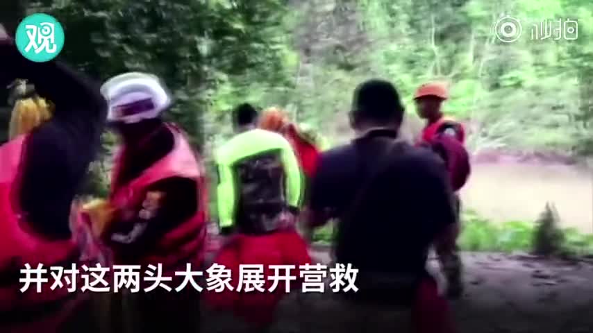 视频|小象从瀑布滑落不幸死亡 5头大象为救它也全
