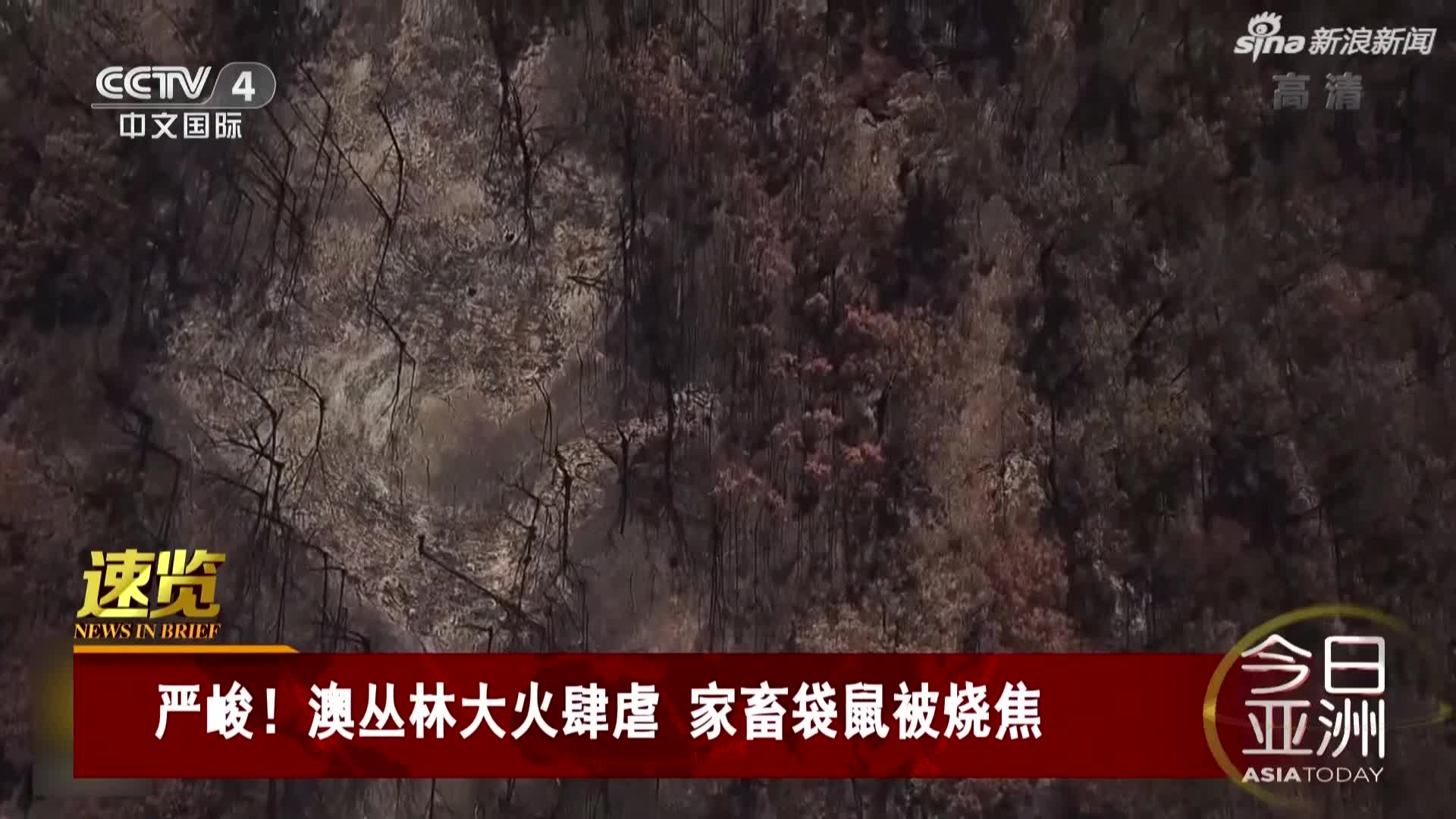 视频-澳丛林大火肆虐  家畜袋鼠被烧焦