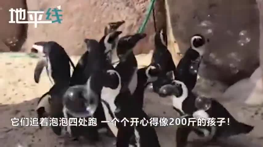 视频-萌翻！一群小企鹅看到泡泡超级兴奋 追着跑开