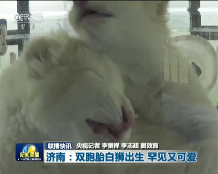 视频-济南双胞胎白狮出生  罕见又可爱