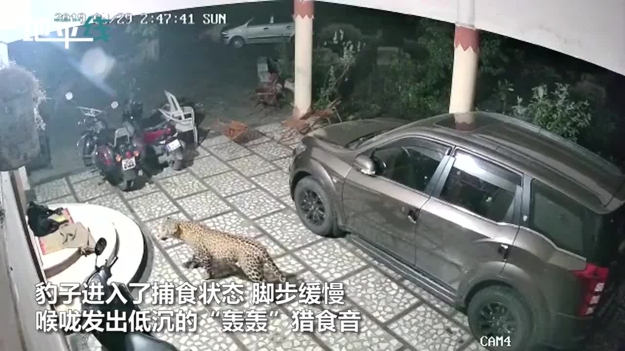 视频-监控实拍：猎豹闯入民宅后进入“捕食状态” 