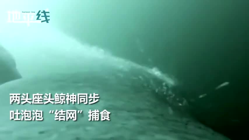 视频：两头座头鲸神同步转圈吐泡泡捕鱼 无人机拍下