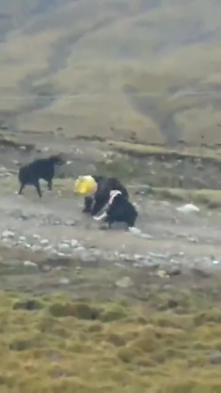 视频：棕熊入户偷吃惨遭水桶套头 院子里跌跌撞撞
