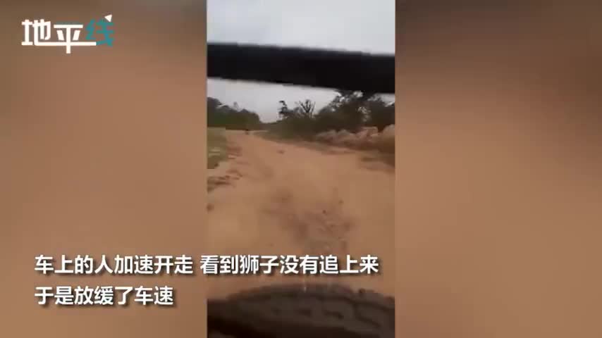 视频：印度游客遭狮子狂追驱车逃离 被师子追赶瞬间