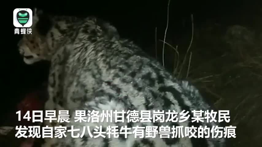 视频|雪豹夜闯牧民家中捕食牦牛 牧民用手机拍下珍