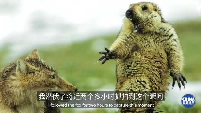 视频-中国摄影师讲述：野生动物年度“瞬间” 旱獭
