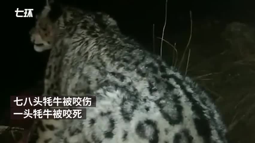 视频-青藏高原雪豹偷吃牦牛 牧民用手机拍下珍贵画