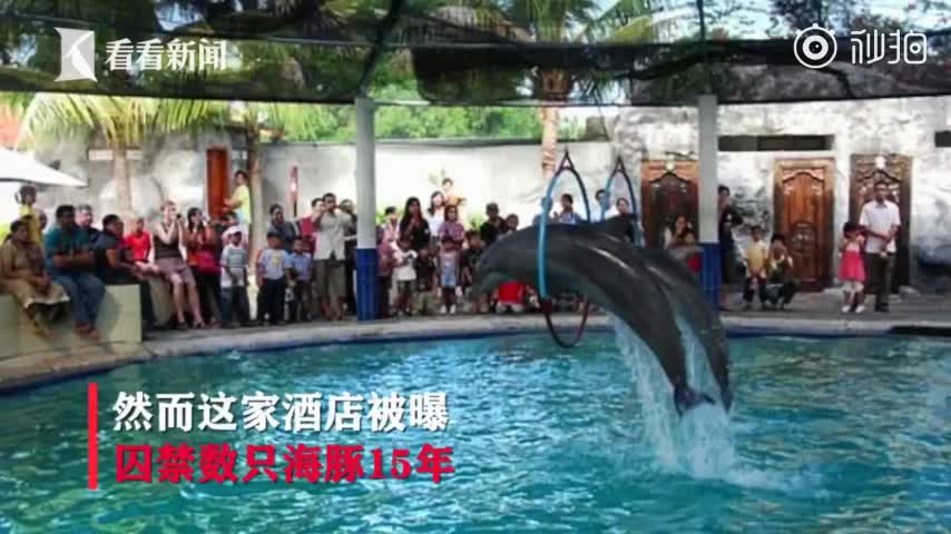视频：海豚被囚禁酒店表演15年 获救时双目失明牙