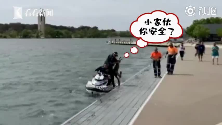 视频-还想游？袋鼠疑溺水被警察救起 上岸瞬间又跳