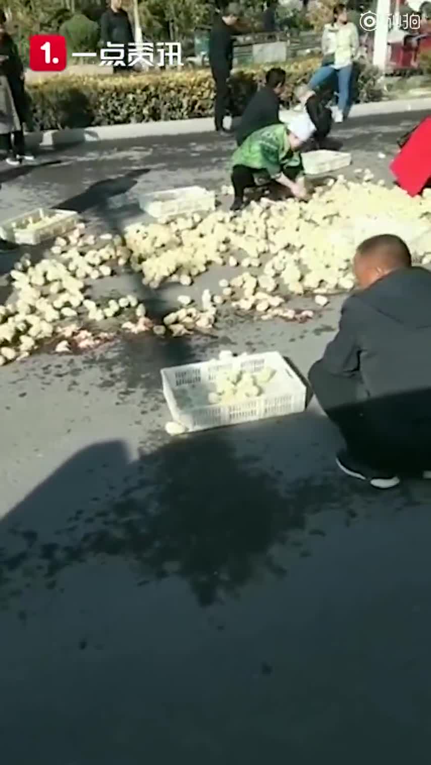 视频|宁夏货车甩出数百只小鸡 群众疯抢引争议