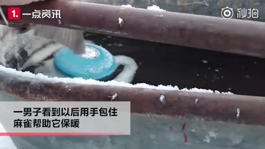 视频-暖化啦！小鸟双脚被冻在水管上 男子为麻雀哈