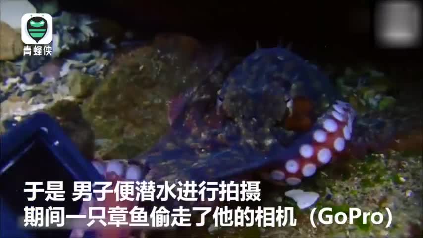 视频-小章鱼“偷”相机被发现 水中与潜水员“拔河