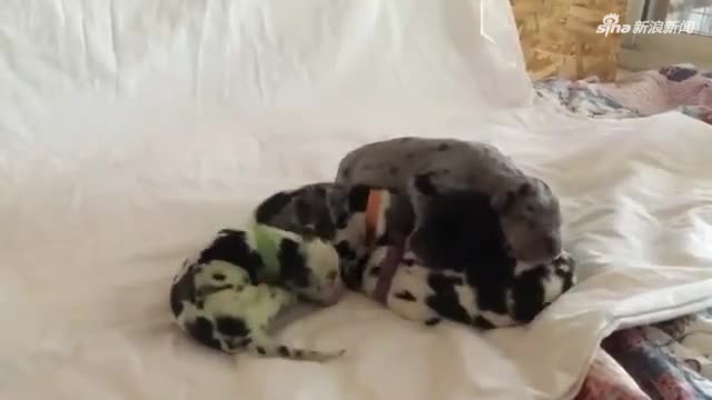 视频：美国3岁狗狗产下绿毛狗