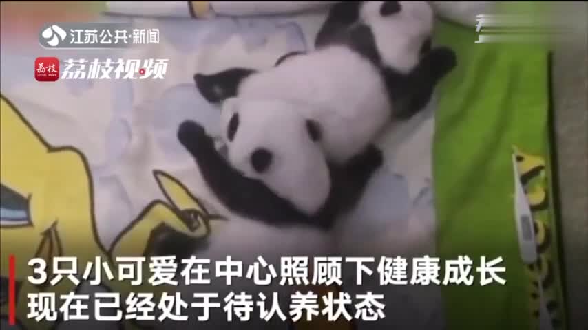 视频-3只大熊猫公开招募认养 100万可终身冠名