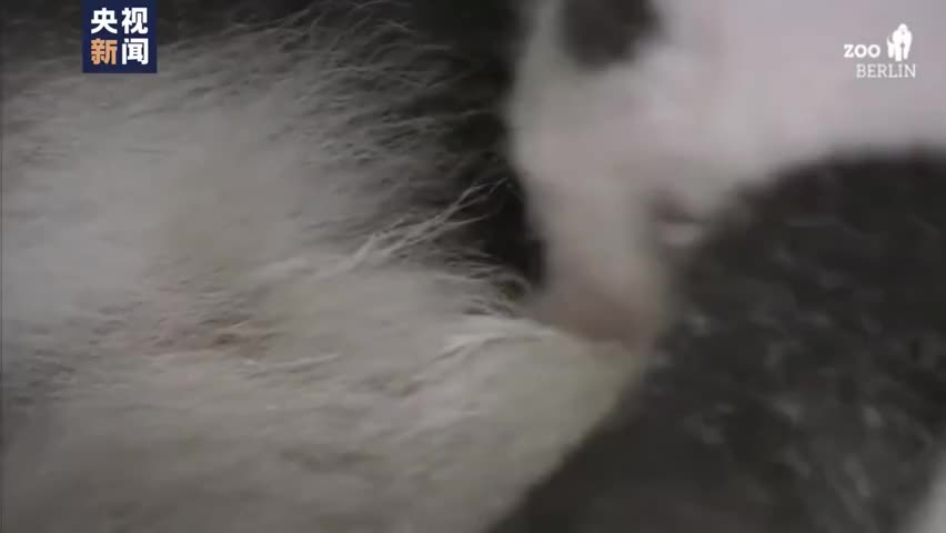 视频-熊猫第一次睁开双眼的样子 萌到犯规