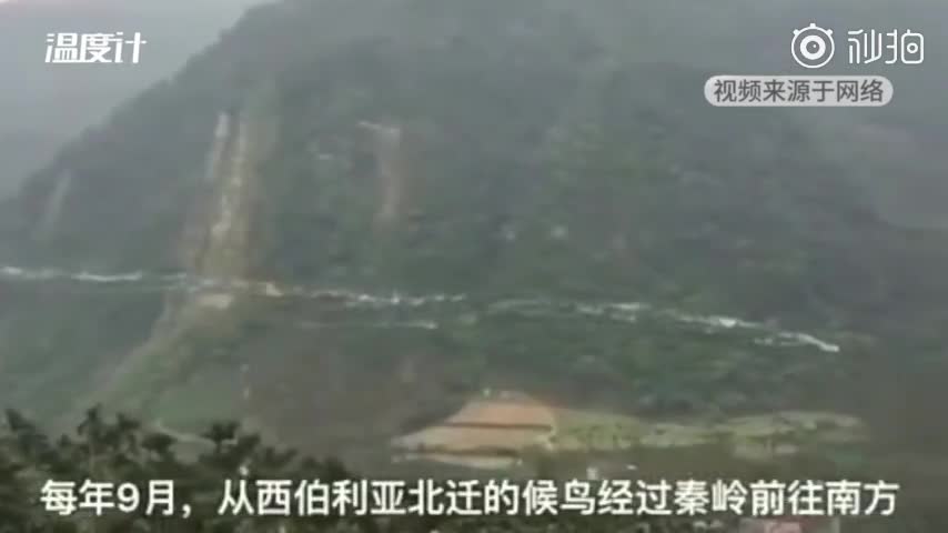 视频-“秦岭雁阵”或是台湾牛背鹭迁徙