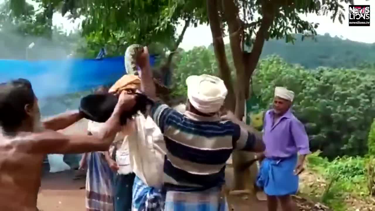 视频：印度男子欲营救蟒蛇被其缠住脖子 险些窒息