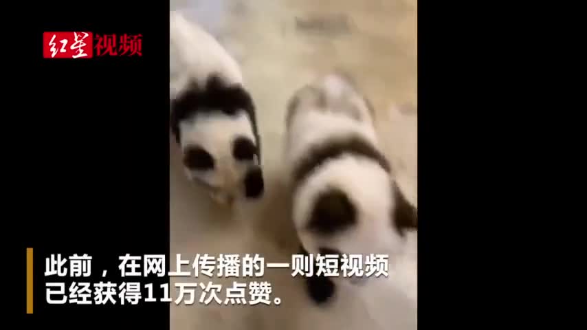 视频-养国宝？宠物咖啡馆开设将宠物犬染色成熊猫狗