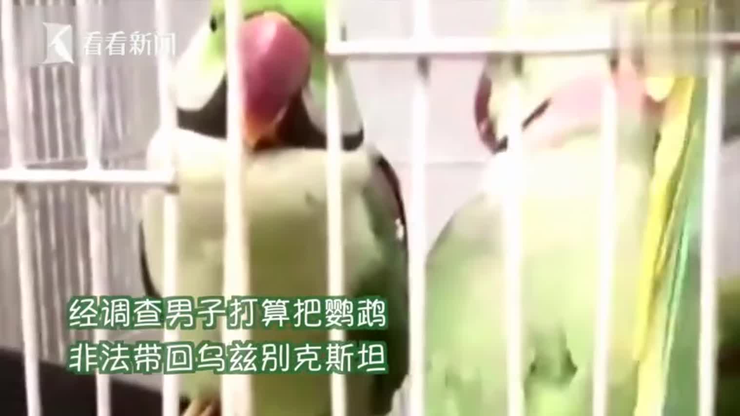 视频-13只鹦鹉被塞鞋盒走私 法官当庭传唤：你们