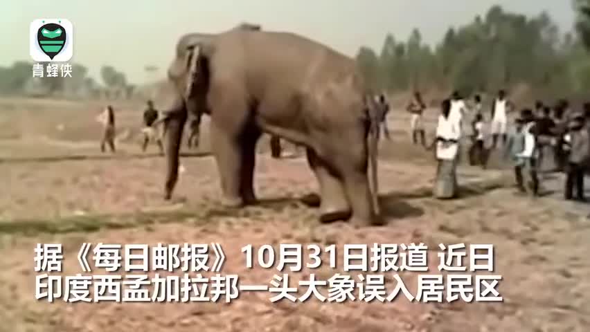 视频-作死！男子扔东西挑衅惹毛大象 吓得满地打滚