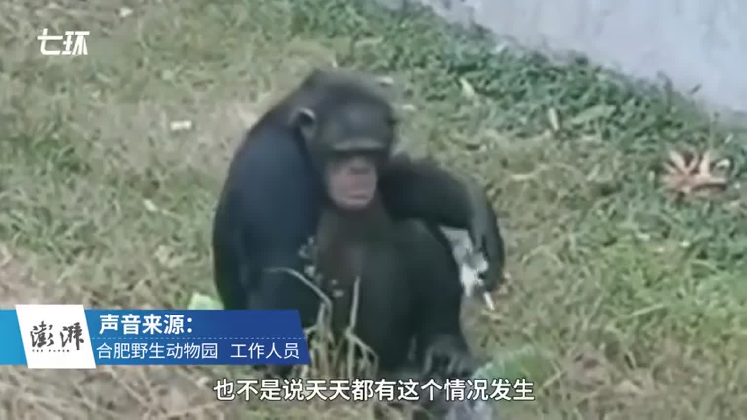 视频|野生动物园猩猩抽烟 工作人员：游客给的管不