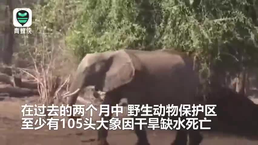 视频：津巴布韦遇严重干旱 公园105头大象渴死