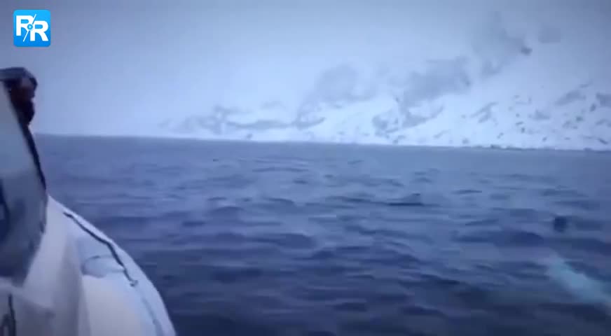 视频-太聪明！南极小白鲸和人类玩捡球游戏