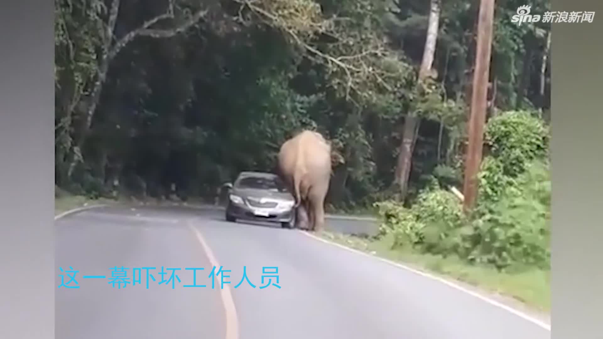 视频-汽车司机被野象拦路 在大象胯下惊险逃生