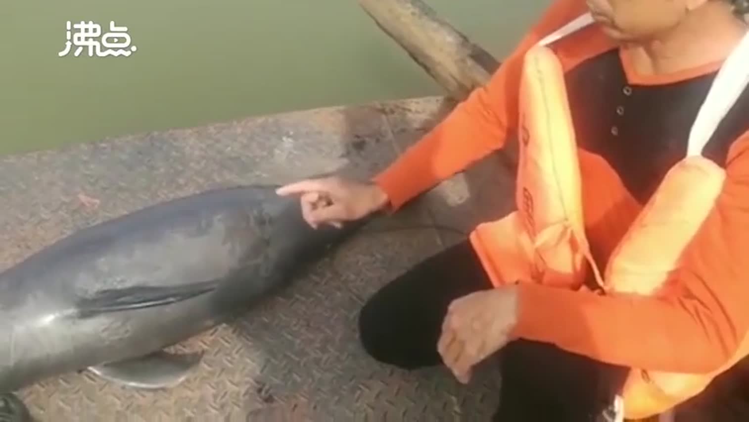 视频：洪湖白鱀豚保护区发现死亡小江豚 疑被勒住后