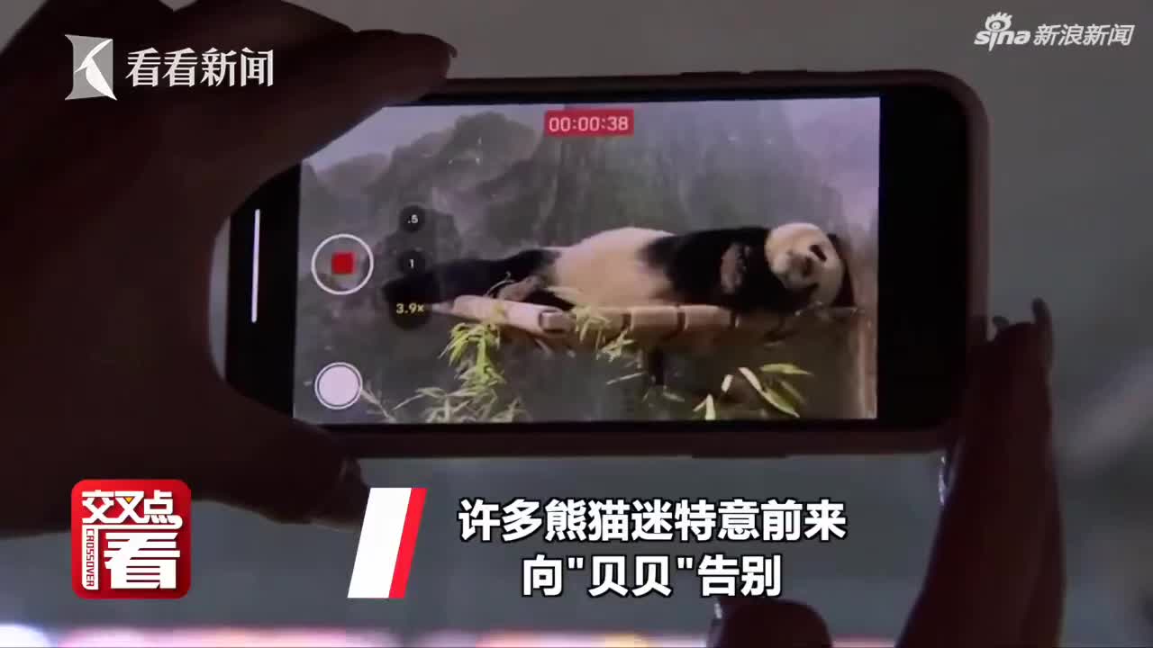 视频|旅美大熊猫回国欢送会 美国“迷妹”含泪不舍