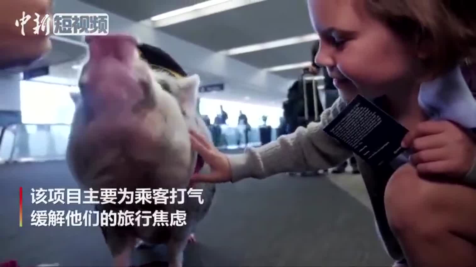 视频-世界首只机场治疗猪 会弹钢琴爱自拍！