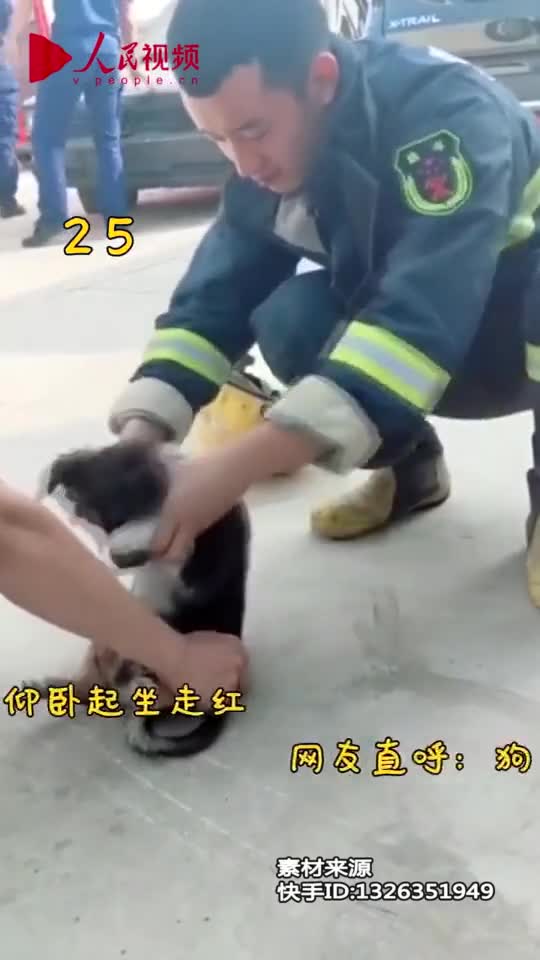 视频-小警犬训练仰卧起坐意外走红 网友：狗生艰难