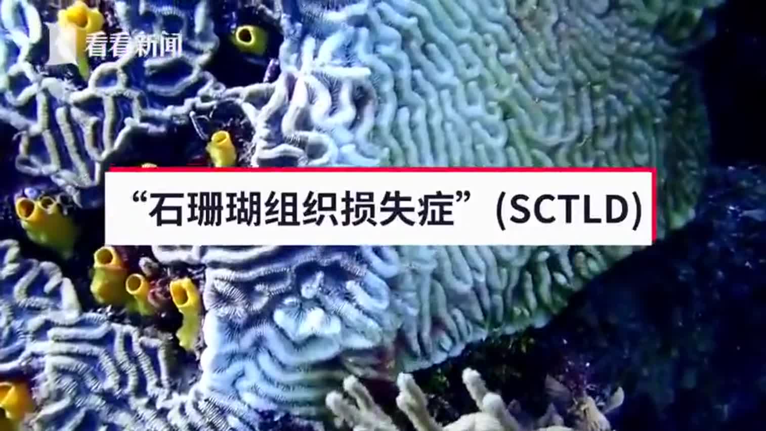 视频-遭神秘疾病侵袭 全球第二大珊瑚礁群陷“白化