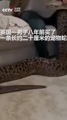 视频-男子养宠物蛇养成六米巨蟒 可能是缅甸蟒之最