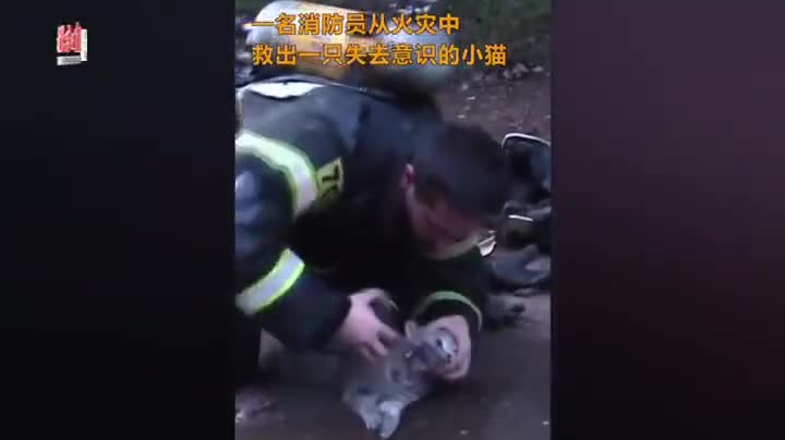 视频-小猫火中奄奄一息 消防员救出后跪地为它输氧