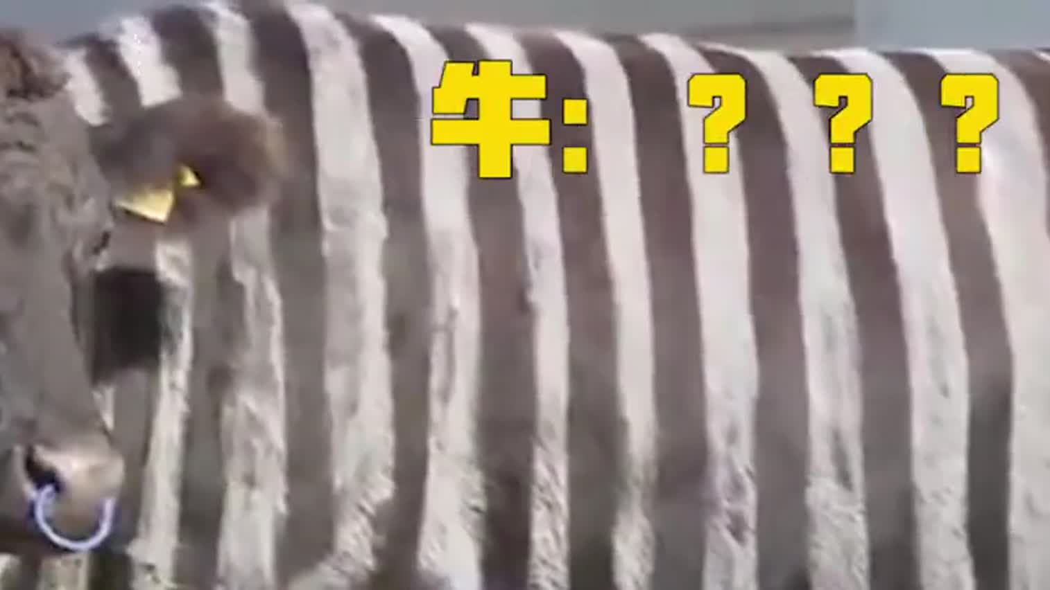 视频|日本人把牛涂成斑马 研究能不能骗过虫子